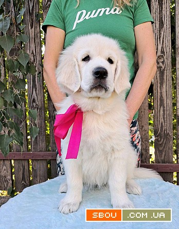 Цуценята золотистого ретривера Ot Bahur Львов - изображение 1