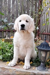 Цуценята золотистого ретривера Ot Bahur