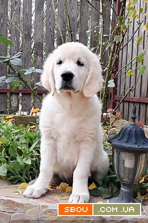 Цуценята золотистого ретривера Ot Bahur Львов - изображение 1
