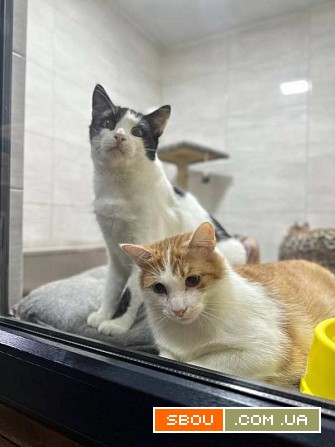 Ветклініка "SOS" - доступна допомога тваринам! Харьков - изображение 1