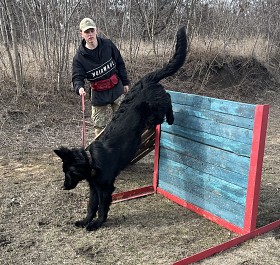 дресирування собак усіх порід на спеціально обладнаному майданчику