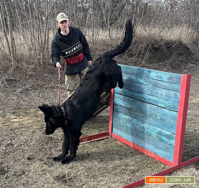 дресирування собак усіх порід на спеціально обладнаному майданчику Запоріжжя - изображение 1