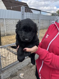 Продаються цуценята німецької вівчарки