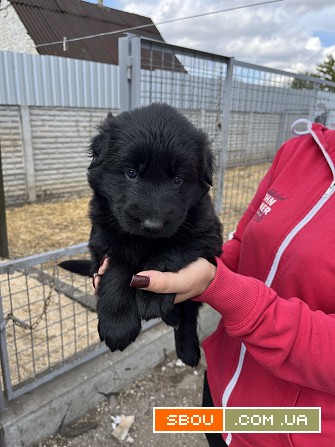 Продаються цуценята німецької вівчарки Запоріжжя - изображение 1