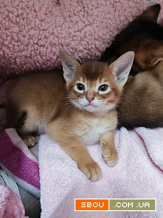Абіссінські котики CFA Абиссинцы хлопчик Сорель і кішечки дикого окрас Ужгород - изображение 1