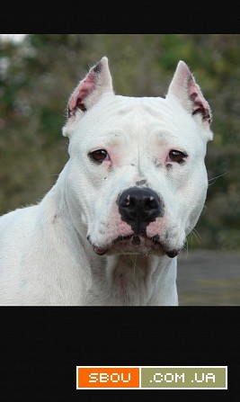 Отдам Полтава - изображение 1