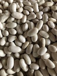 Посівний матеріал квасолі з гарантією викупу врожаю