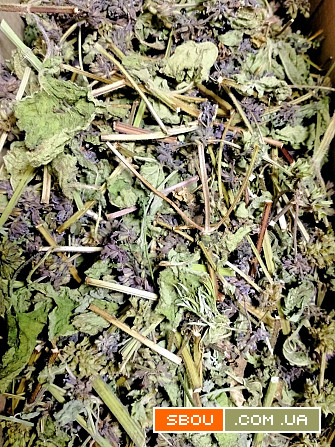 Чистец (трава) 1 кг Житомир - изображение 1