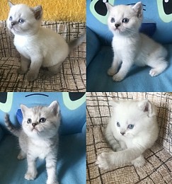 Шотландские прямоушки