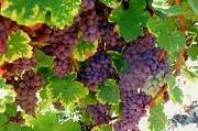 Рабочие на виноградники на юге Франции