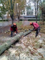Корчевание пней. обрезка деревьев, сада, спил дерева, уборка участка О