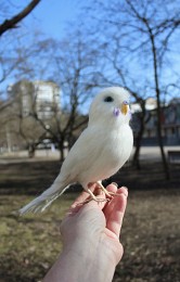 Білий попугай іграшка валяна з шерсті інтерєрна ручної роботи папуга