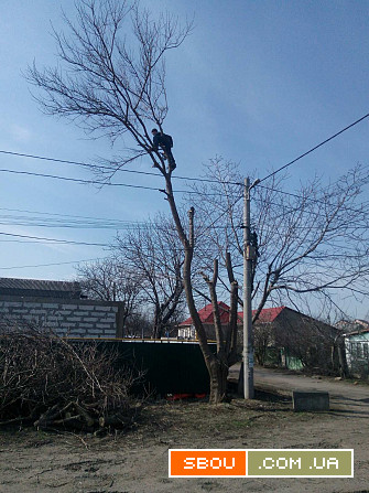 Спилим дерево, вывезем Одесса - изображение 1
