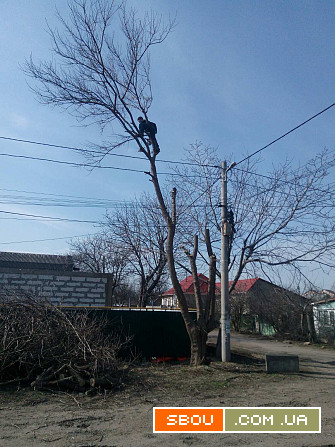 Спилим дерево, вывезем Одеса - изображение 1