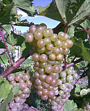 Продам виноград сорта первенец белого магорача