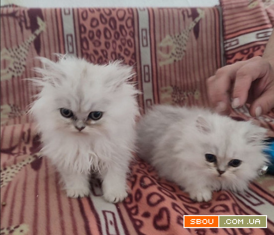 Продам персидских котят Луганск - изображение 1
