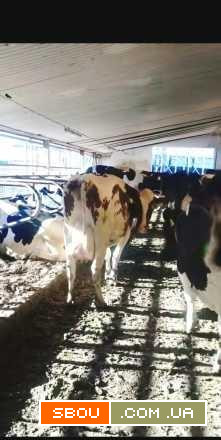 Корови молочних порід Маньковка - изображение 1