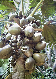 кокосове борошно оптом