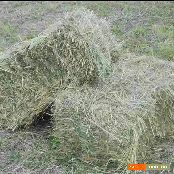 Продажа сена в тюках. Кострец и разнотравие Луганск - изображение 1