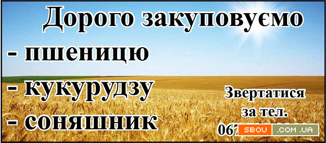 Дорого закуповуємо пшеницю, кукурудзу, соняшник Харьков - изображение 1