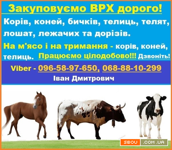 Закуповуємо Врх:Корови Коні Бички Телиці На м‘ясо Та На Тримання Київ - изображение 1