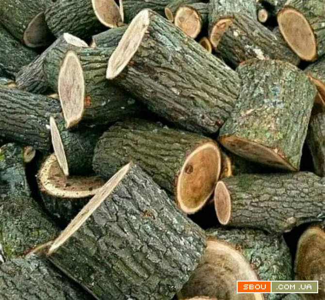 Купити дубові дрова в Луцьку Луцк - изображение 1