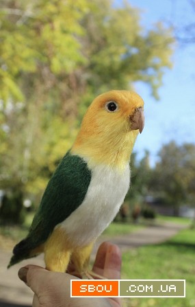 Попугай Каик іграшка валяна з шерсті войлочний папуга ручної роботи пт Одесса - изображение 1