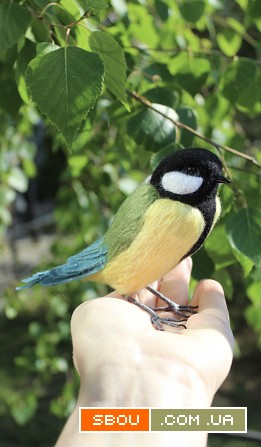 Синичка іграшка валяна з шерсті інтерєрна птица Синица подарунок птах Одесса - изображение 1