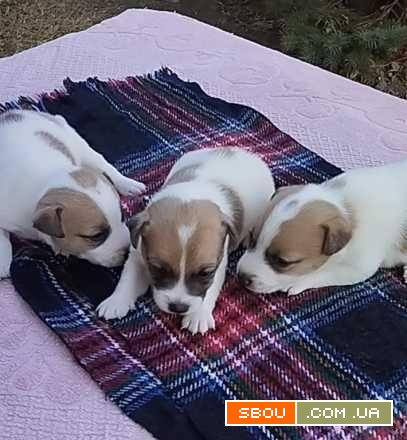 Щенки Джек Рассел Терьер Одесса, (Jack Russell Terrier puppies Odessa) Одеса - изображение 1